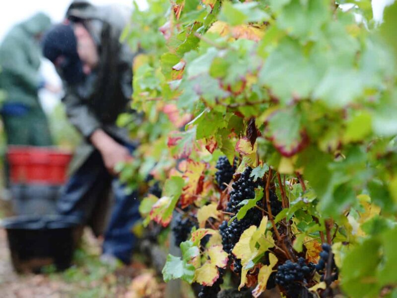 Taylor Gardens Nursery
