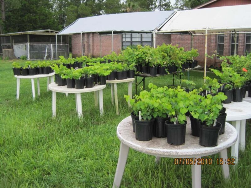 Grapes of Kath Vineyards