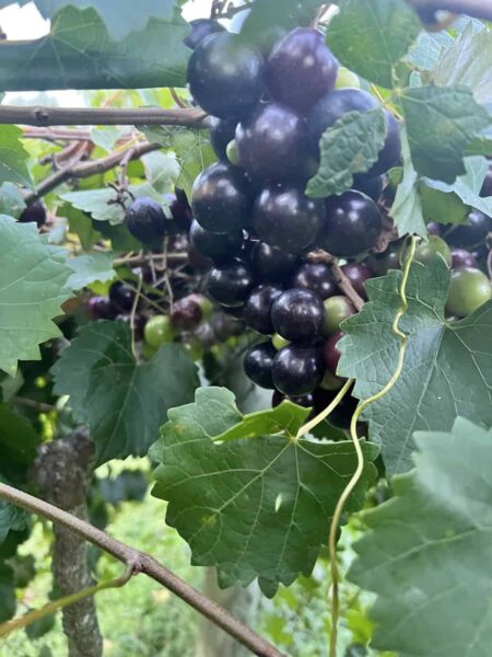 Tuscan Rose Vineyards