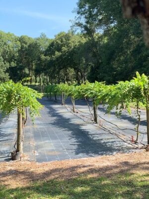 288144041_161649076388946_4288224368844378147_n