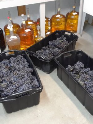 67285552_121187639185613_2317107897493848024_n